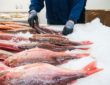 Pescados refrigerados
