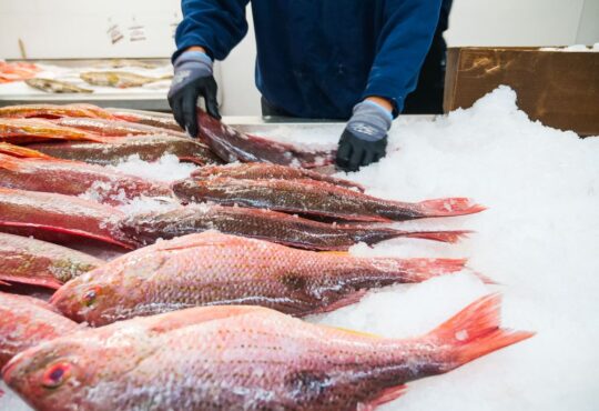 Pescados refrigerados